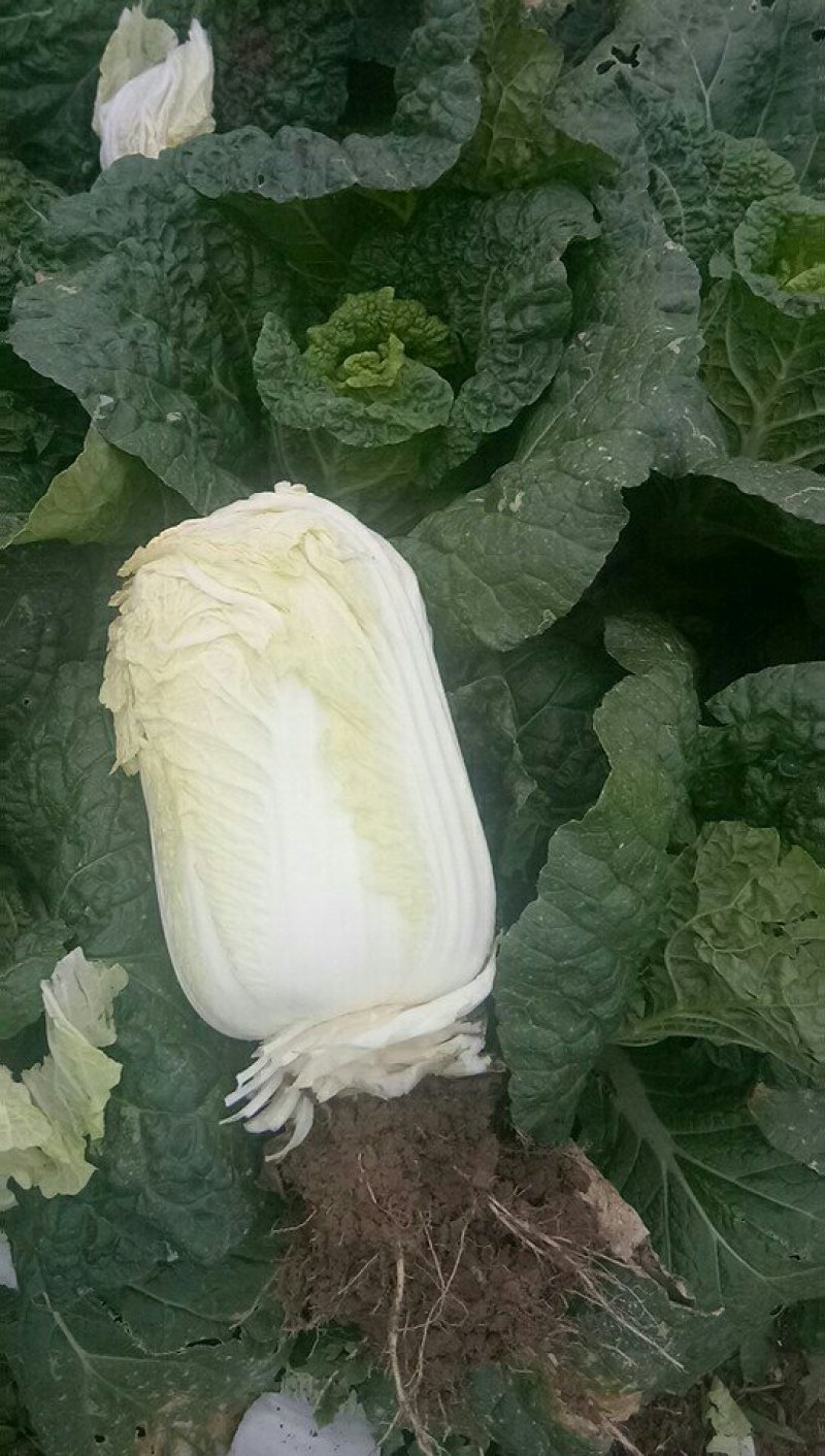 娃娃菜、半毛菜、净菜大娃娃菜，小娃娃菜大量上市，一手货源