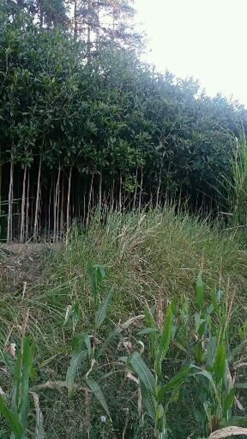 中国丹桂之乡福建浦城，早红丹桂小苗，欢迎新老客户前来选购