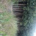 中国丹桂之乡福建浦城，早红丹桂小苗，欢迎新老客户前来选购