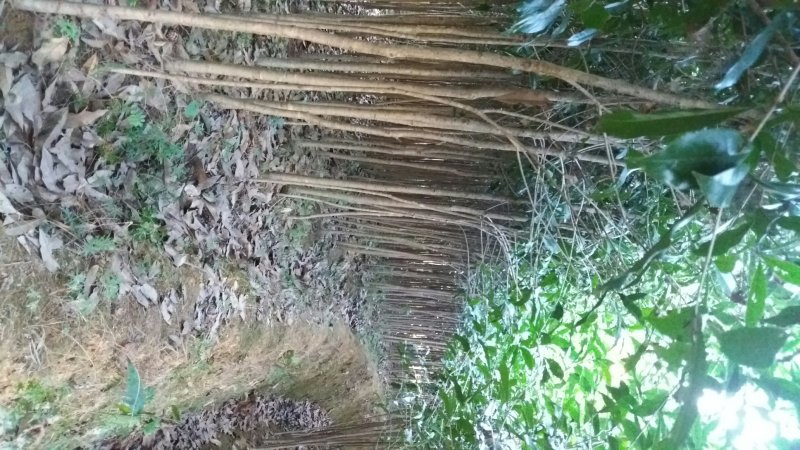 中国丹桂之乡福建浦城，早红丹桂小苗，欢迎新老客户前来选购