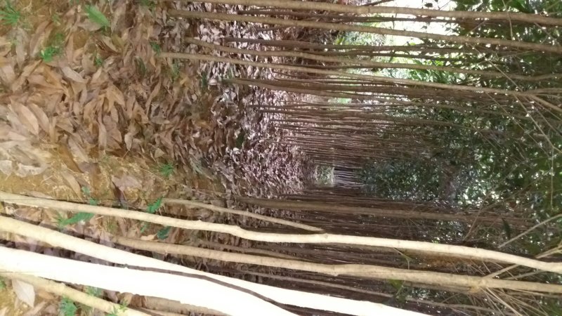 中国丹桂之乡福建浦城，早红丹桂小苗，欢迎新老客户前来选购