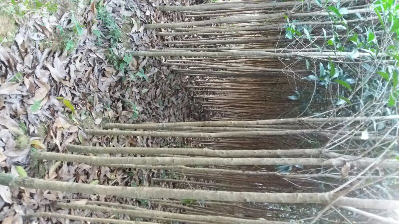 中国丹桂之乡福建浦城，早红丹桂小苗，欢迎新老客户前来选购