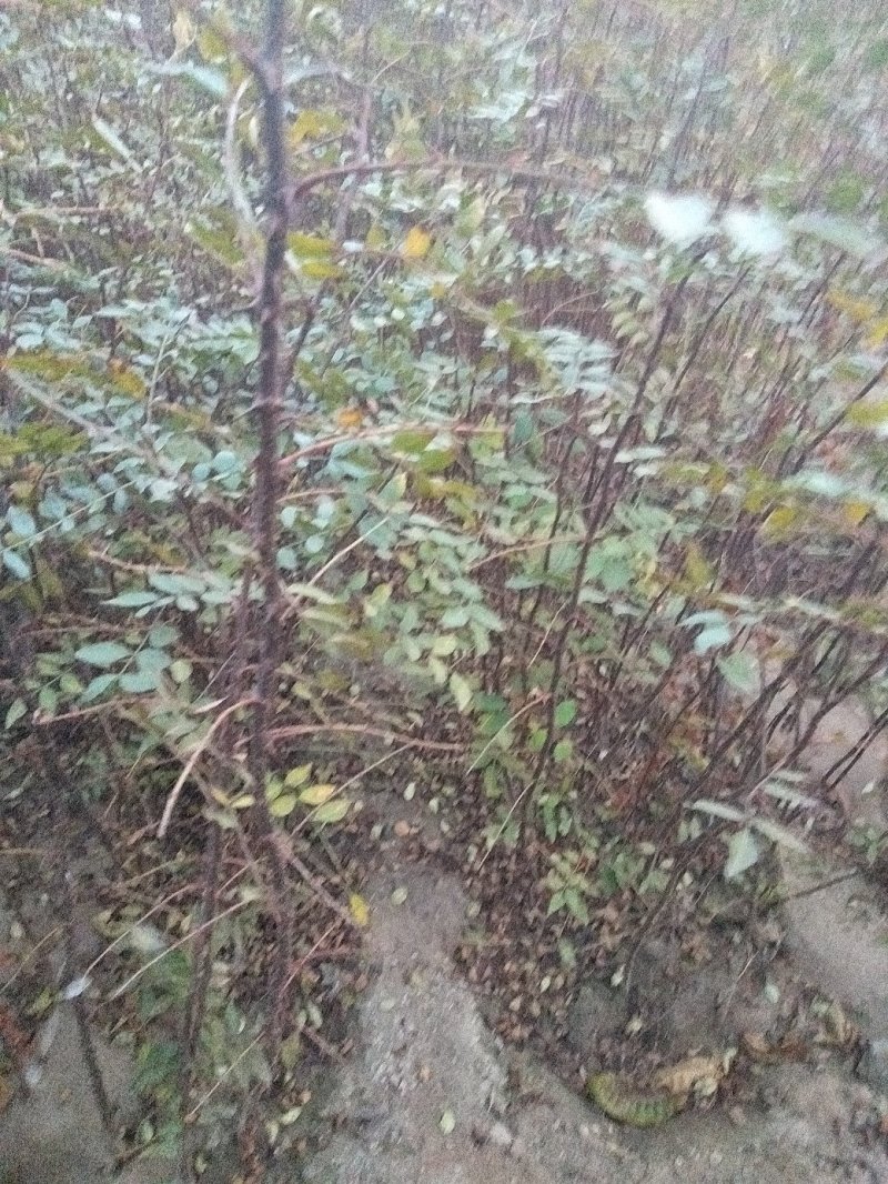 大红袍花椒苗，规格.0.80公分（温馨提示：不包邮）