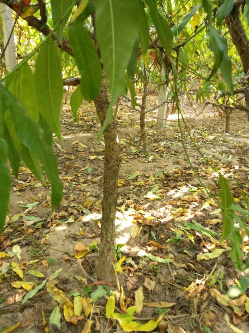 桃树，工程用，建果园用均可，五至十公分，树型好，根系好，