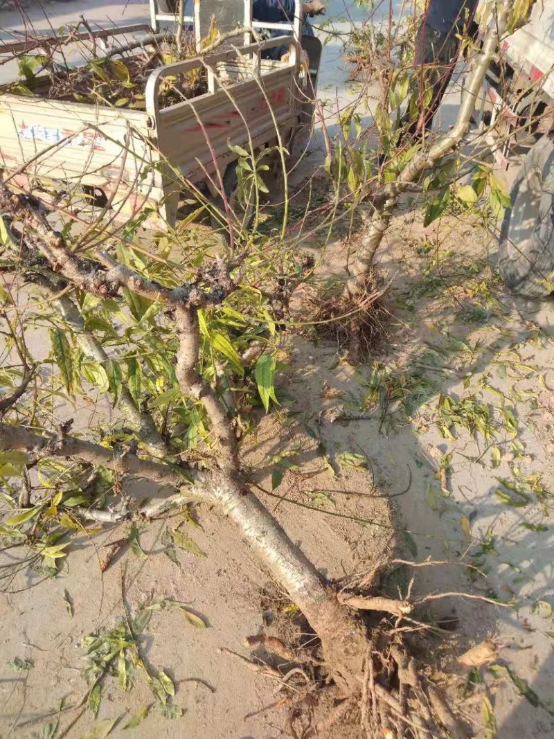 桃树，工程用，建果园用均可，五至十公分，树型好，根系好，