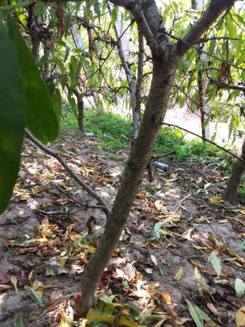 桃树，工程用，建果园用均可，五至十公分，树型好，根系好，