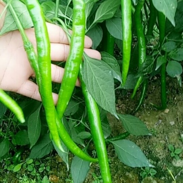 线椒