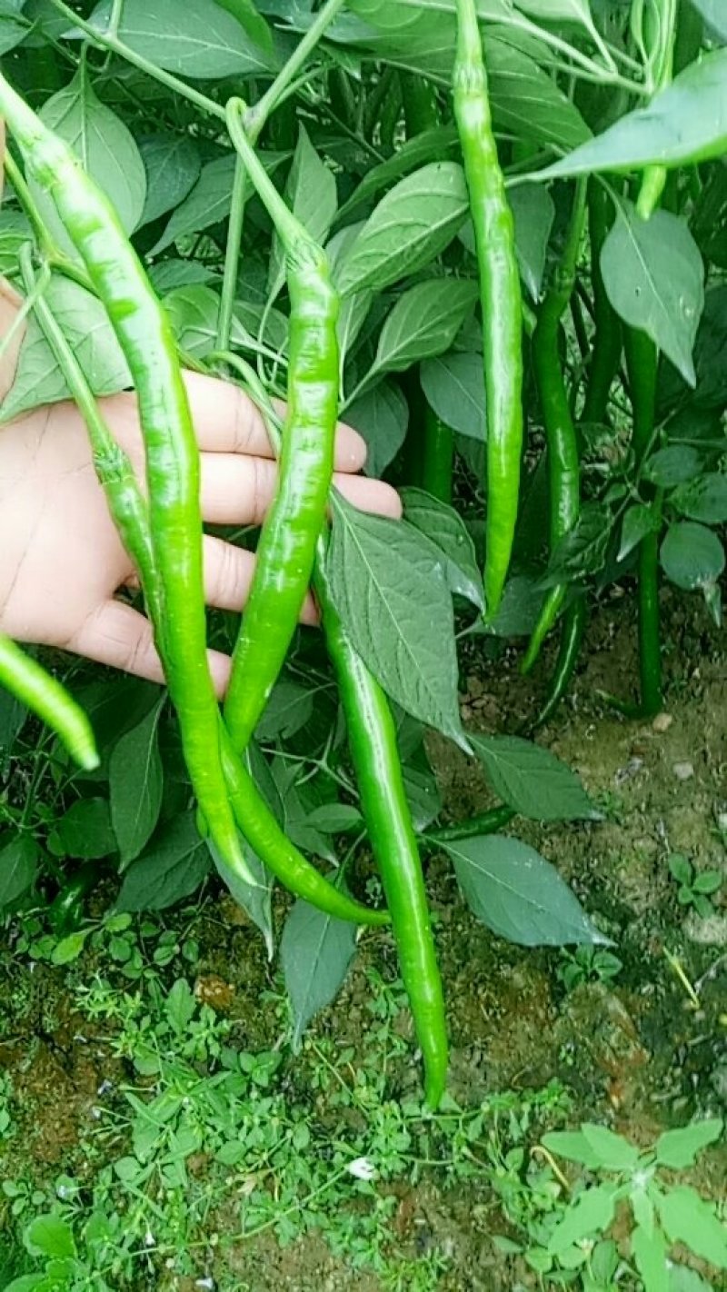 线椒