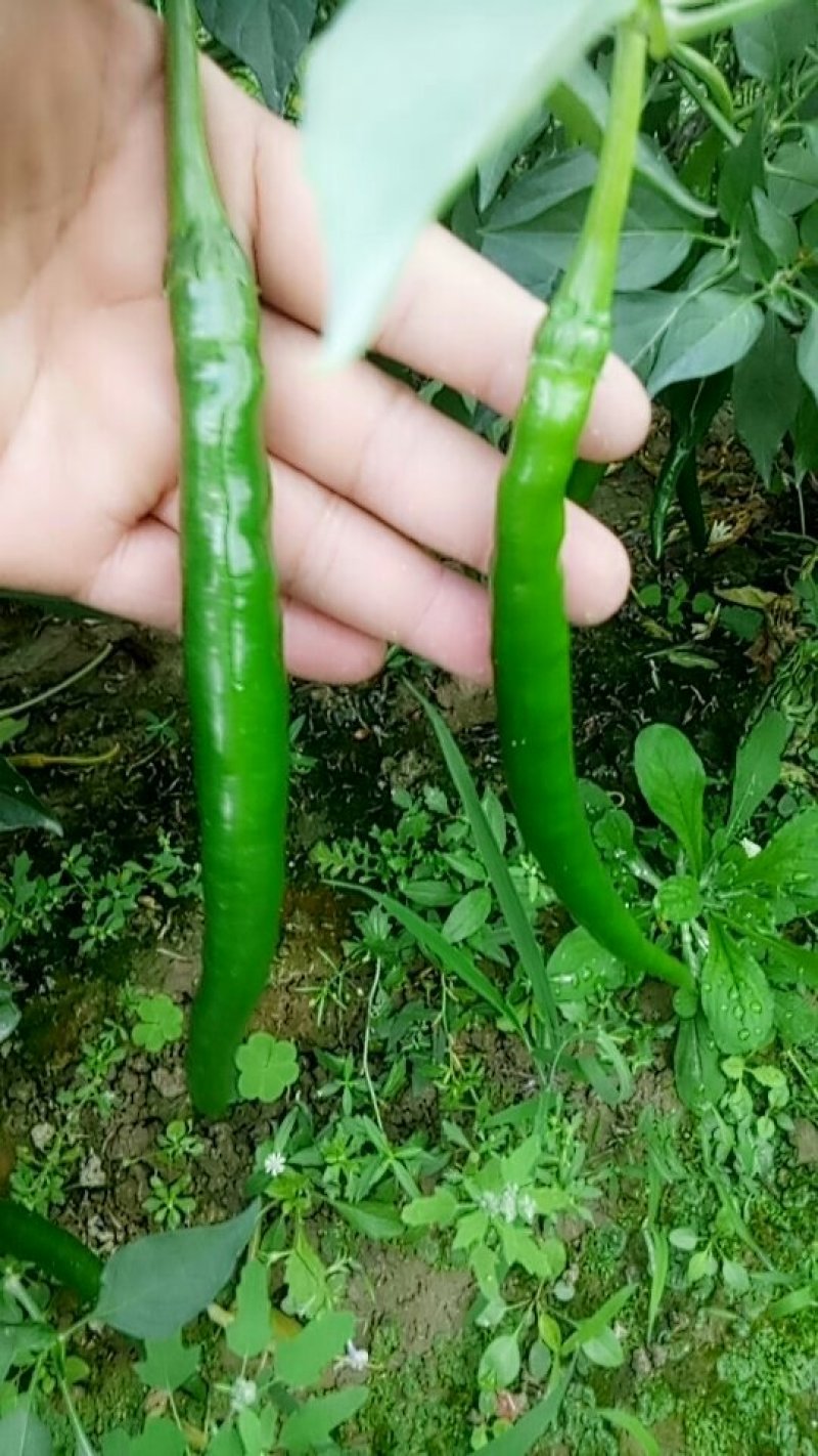 线椒