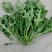新鲜荠菜大量批发，各种野菜