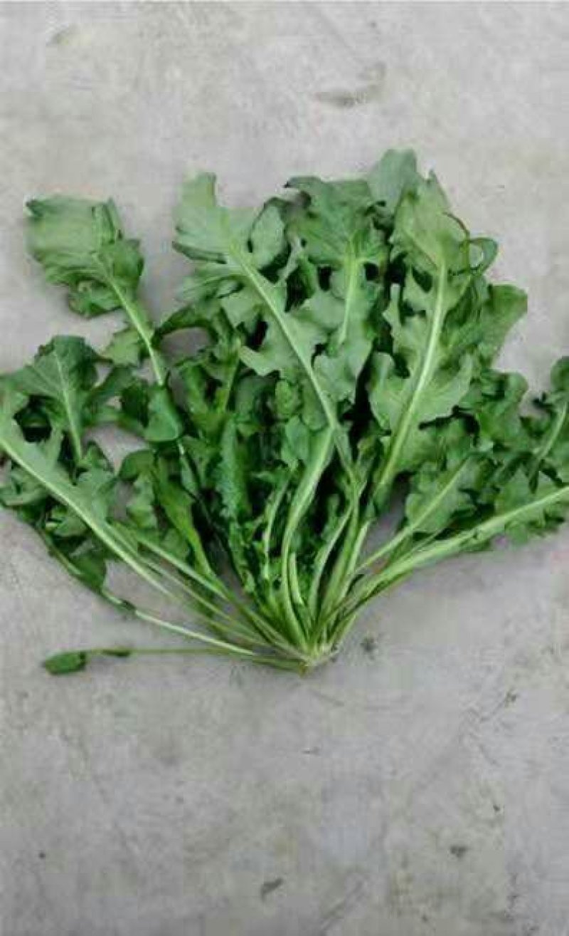 新鲜荠菜大量批发，各种野菜