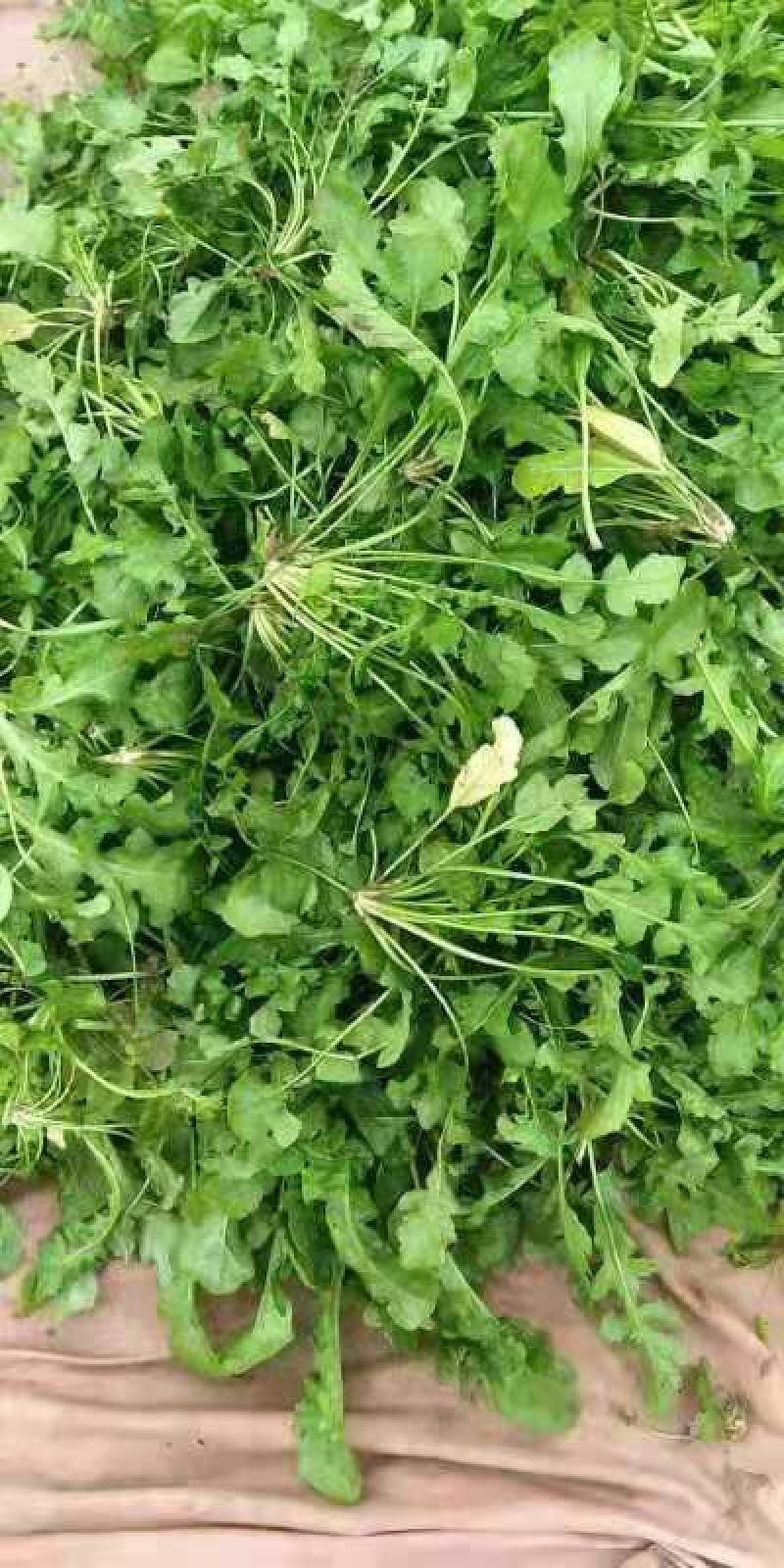 新鲜荠菜大量批发，各种野菜