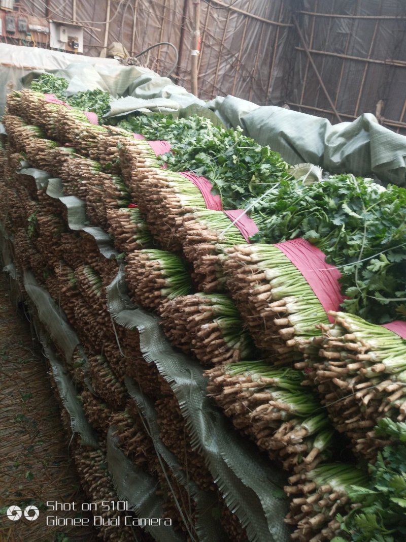 大叶香菜20~30厘米