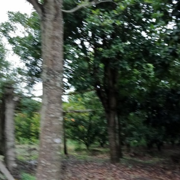桂花树