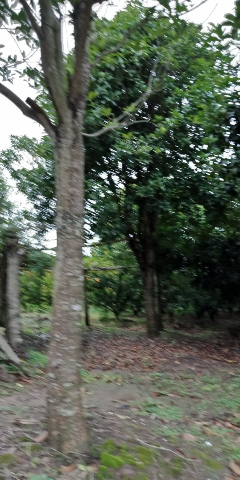 桂花树