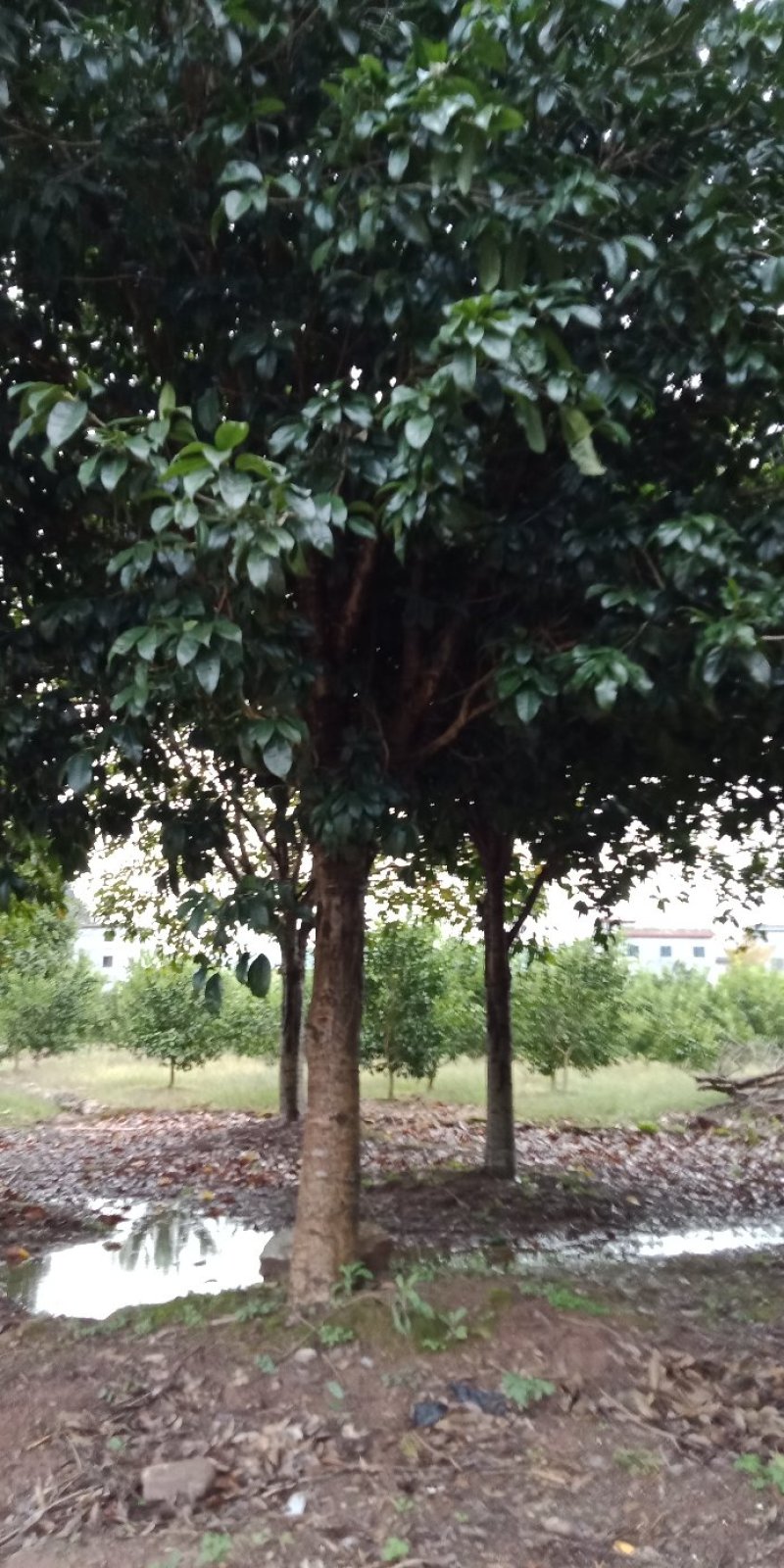 桂花树