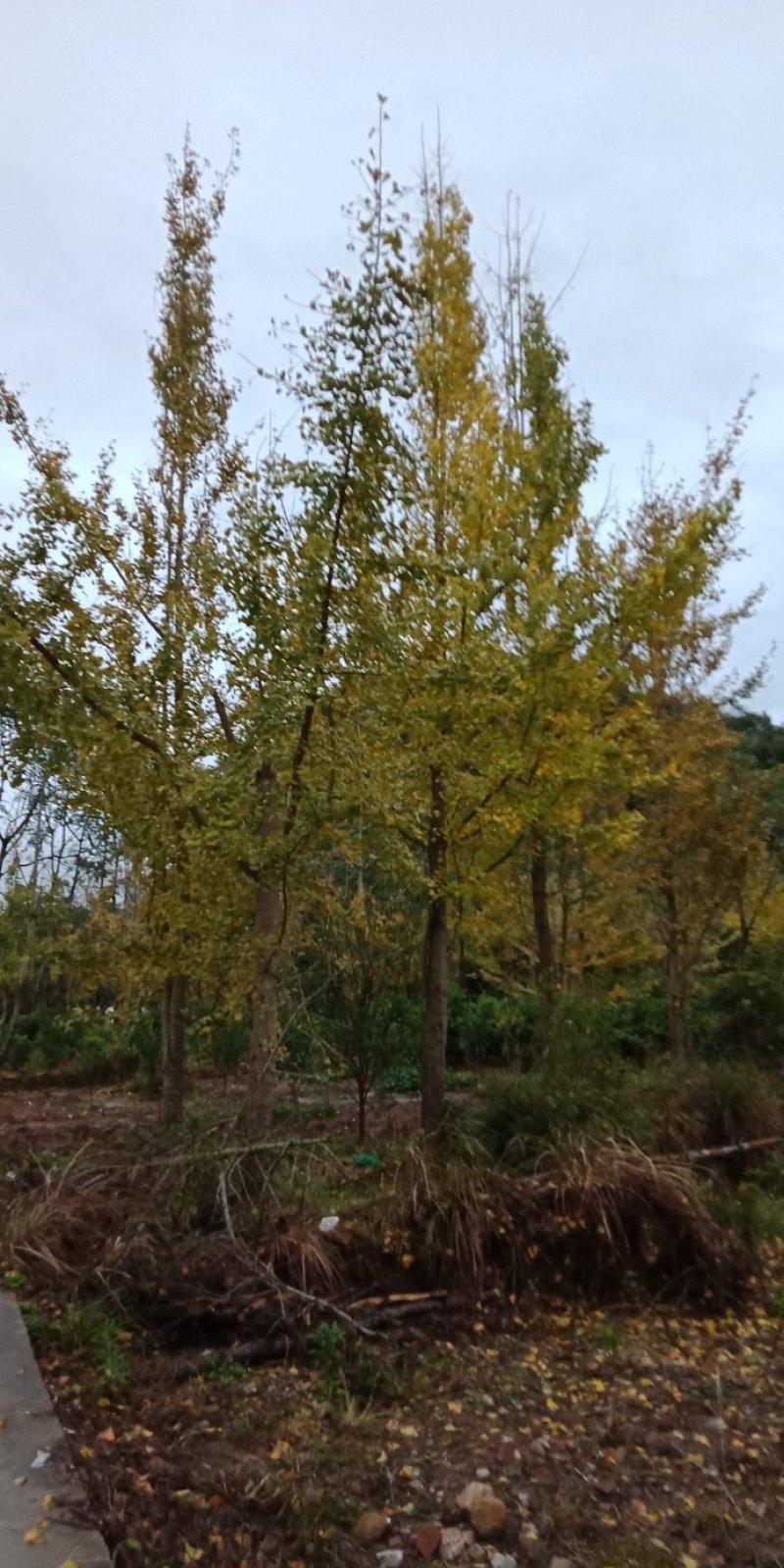 桂花树