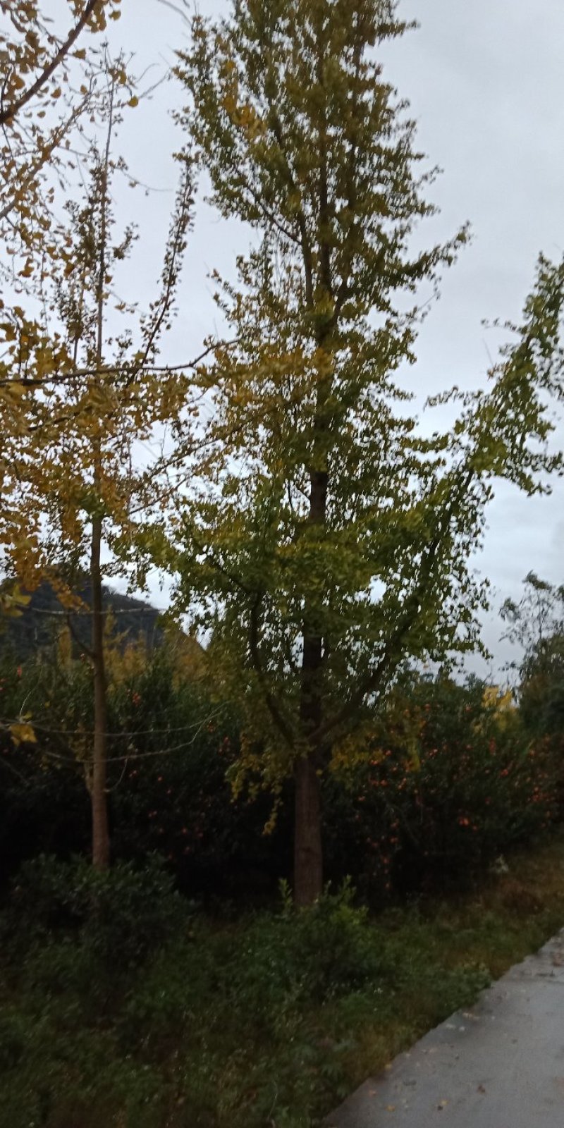 桂花树