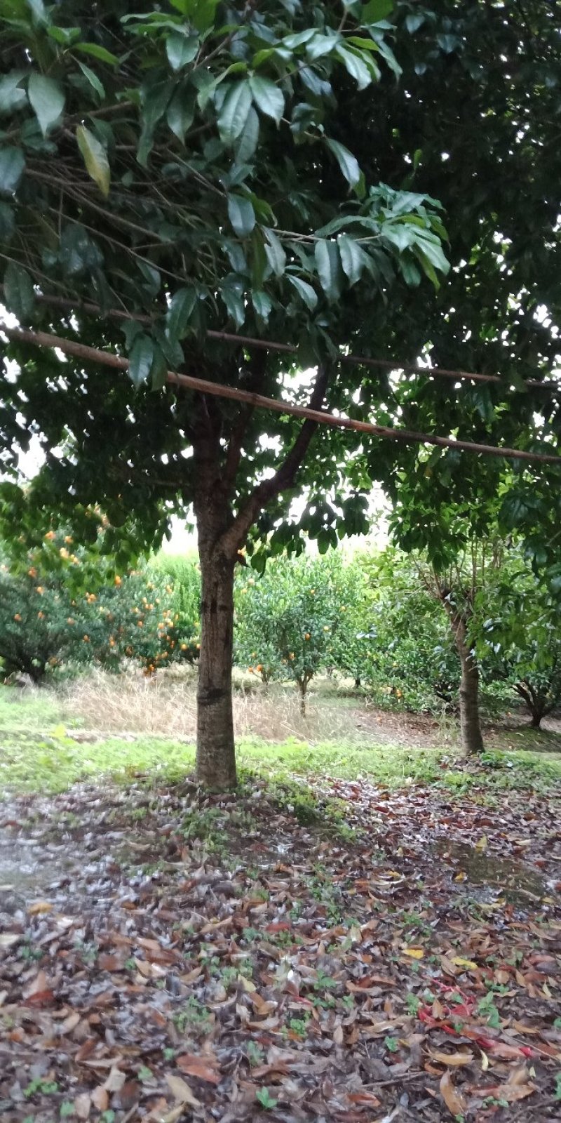 桂花树
