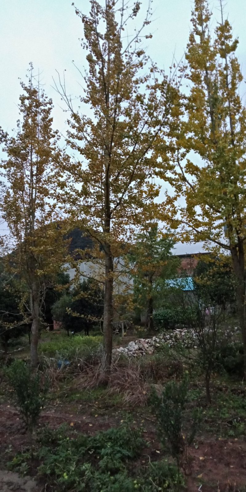 桂花树