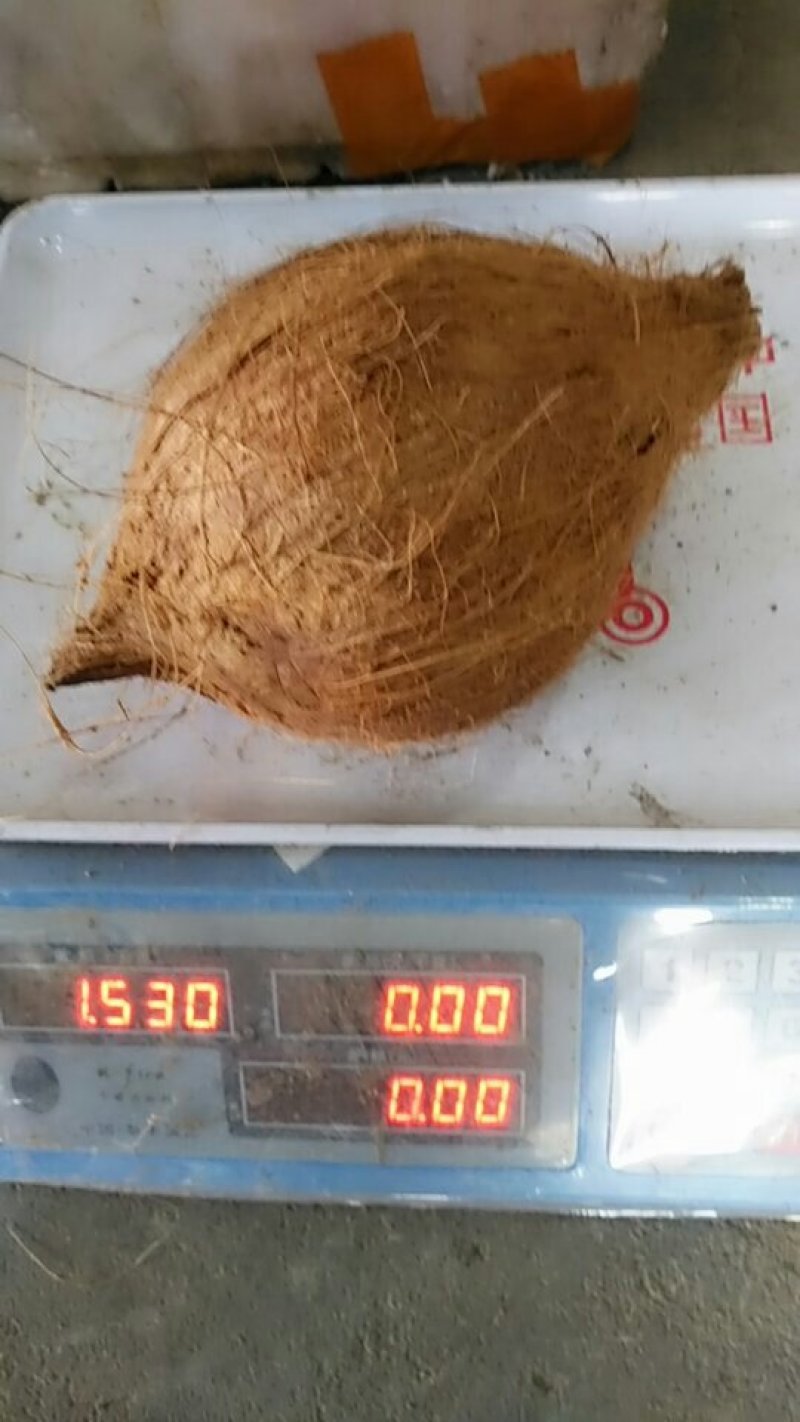 越南椰子