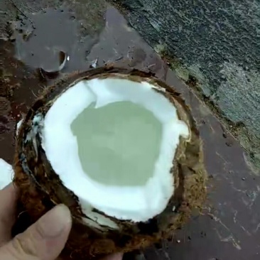 越南椰子