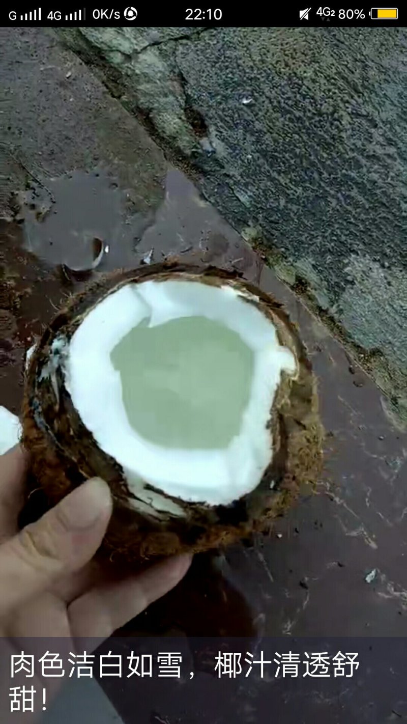 越南椰子