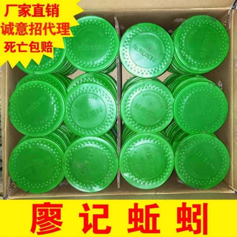 盒装蚯蚓全国发货钓鱼饵料活体蚯蚓蚯蚓垂钓