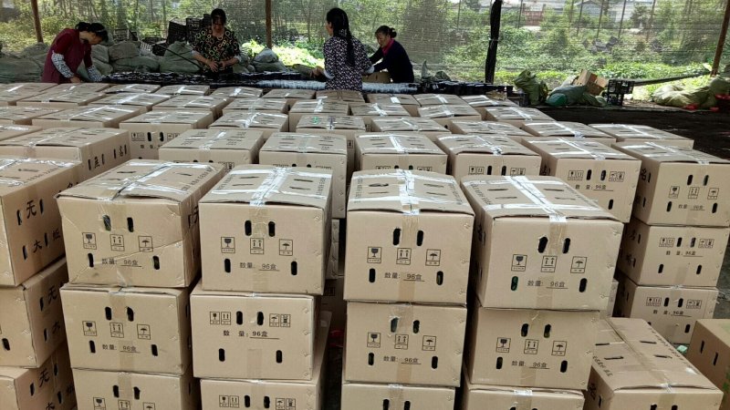 盒装蚯蚓全国发货钓鱼饵料活体蚯蚓蚯蚓垂钓