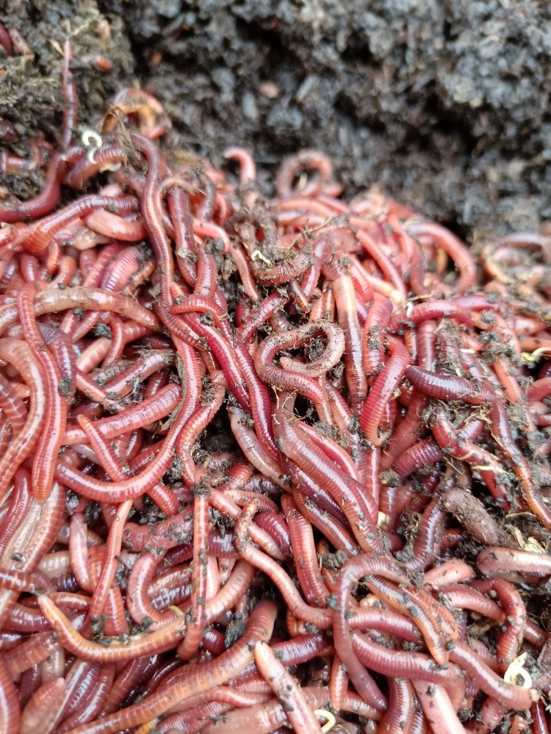 盒装蚯蚓全国发货钓鱼饵料活体蚯蚓蚯蚓垂钓