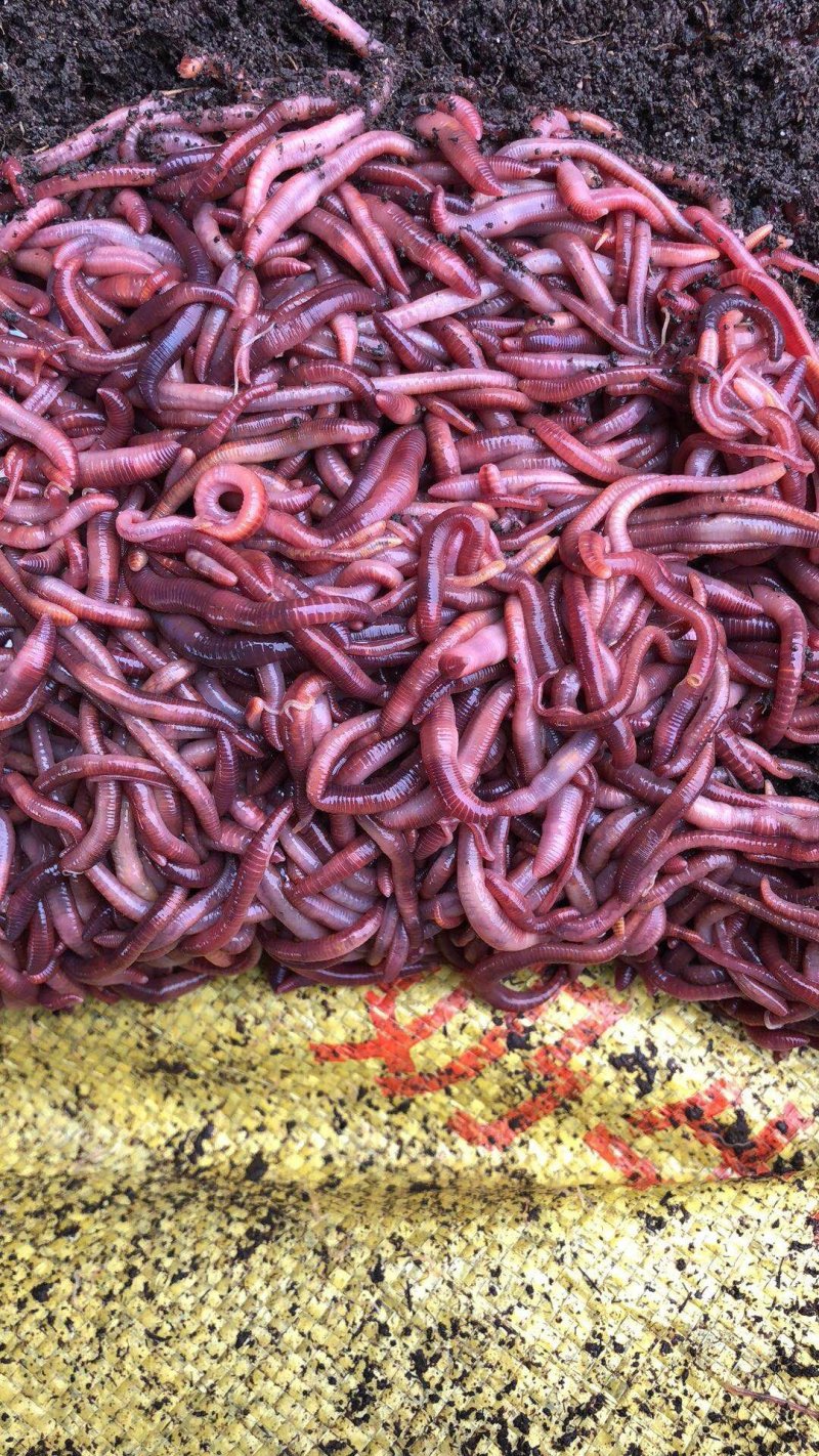 盒装蚯蚓全国发货钓鱼饵料活体蚯蚓蚯蚓垂钓