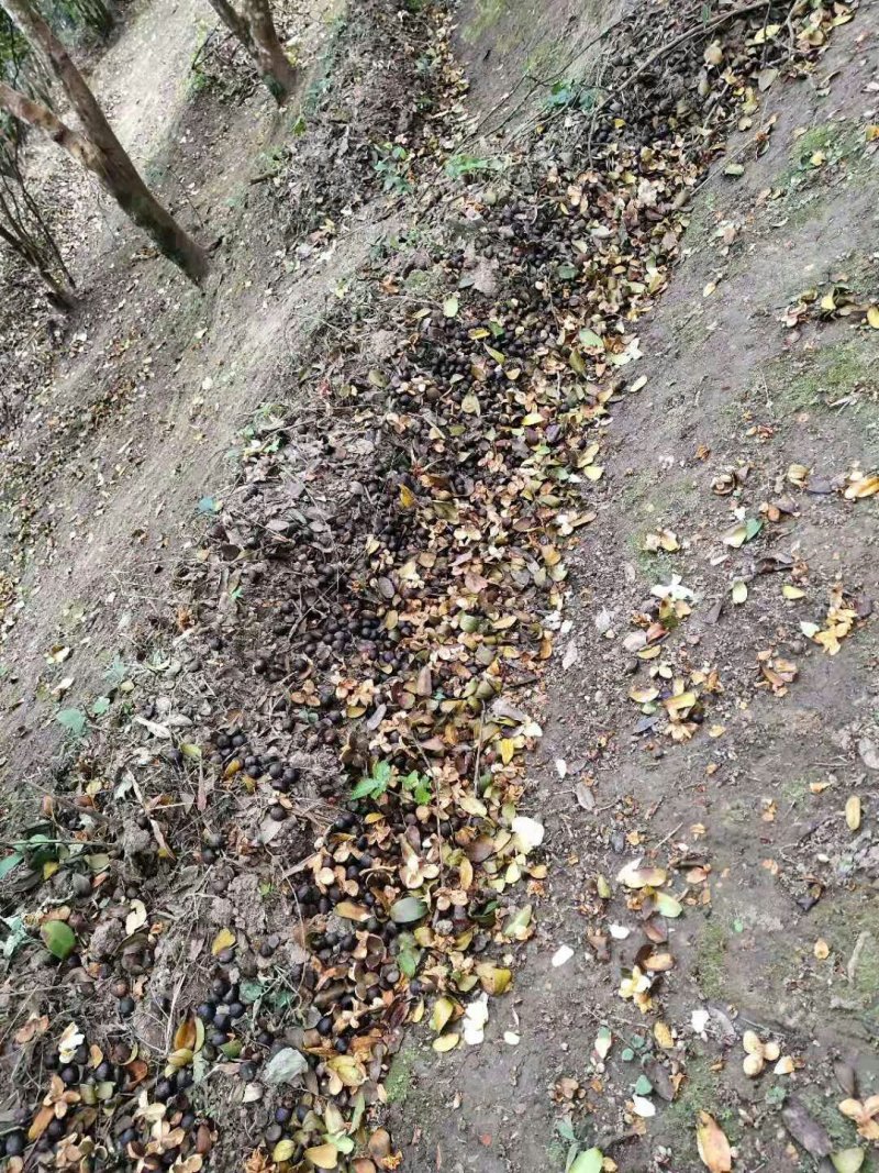 野山茶籽