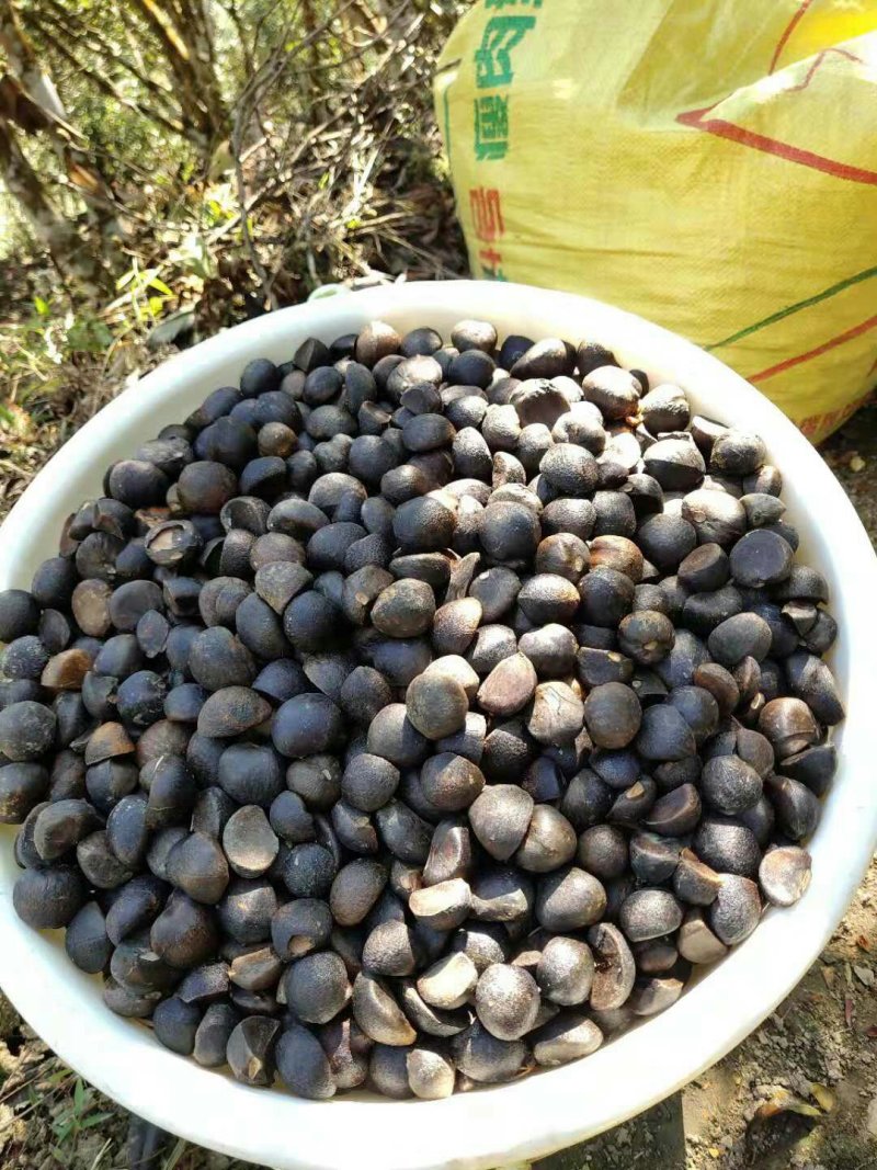 野山茶籽