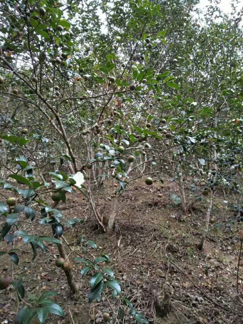 野山茶籽