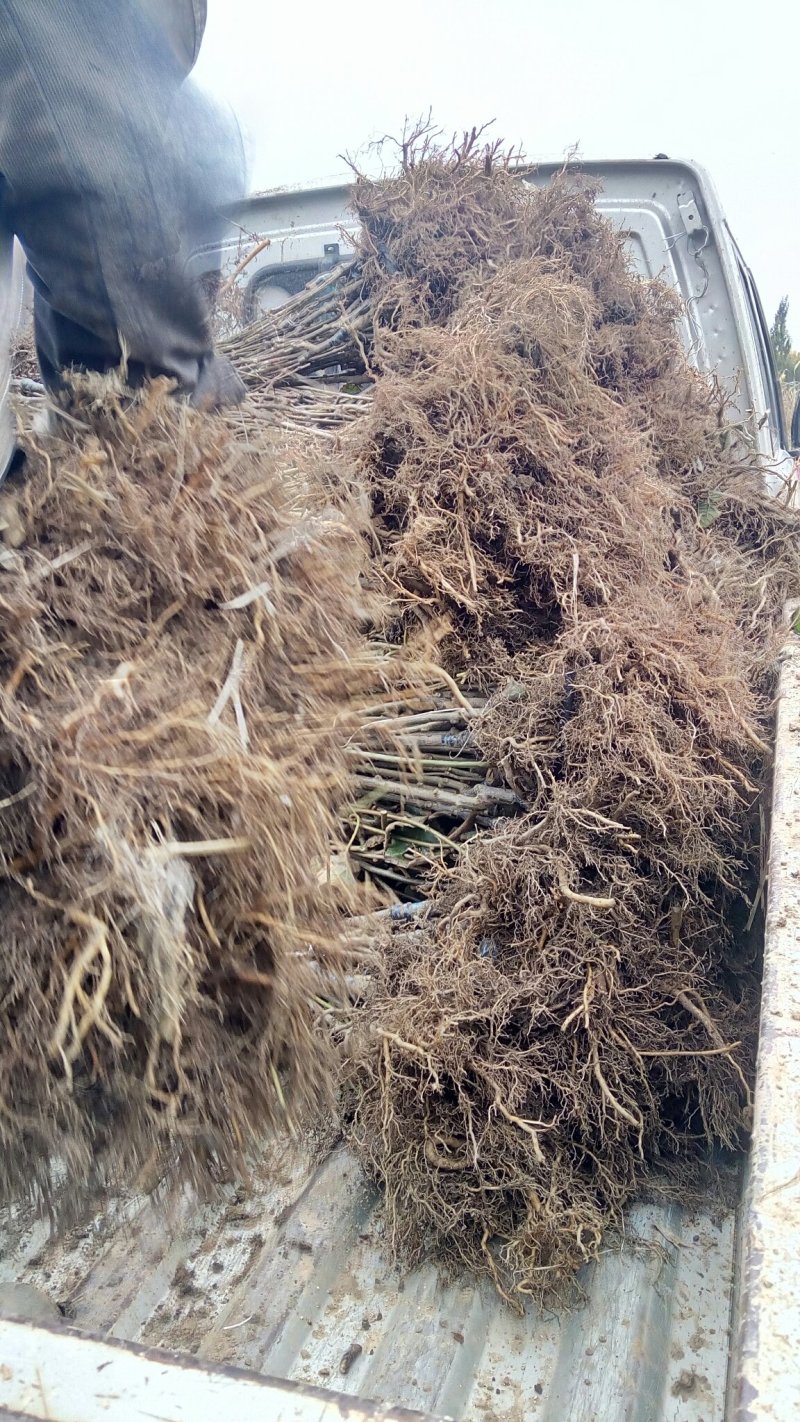 大量批发抗寒猕猴桃苗，红心猕猴桃苗，黄心猕猴桃苗