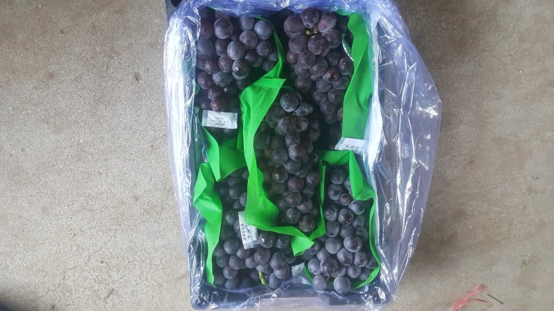 精品巨峰葡萄，大颗粒高糖度，量大从优品质保证可供商超