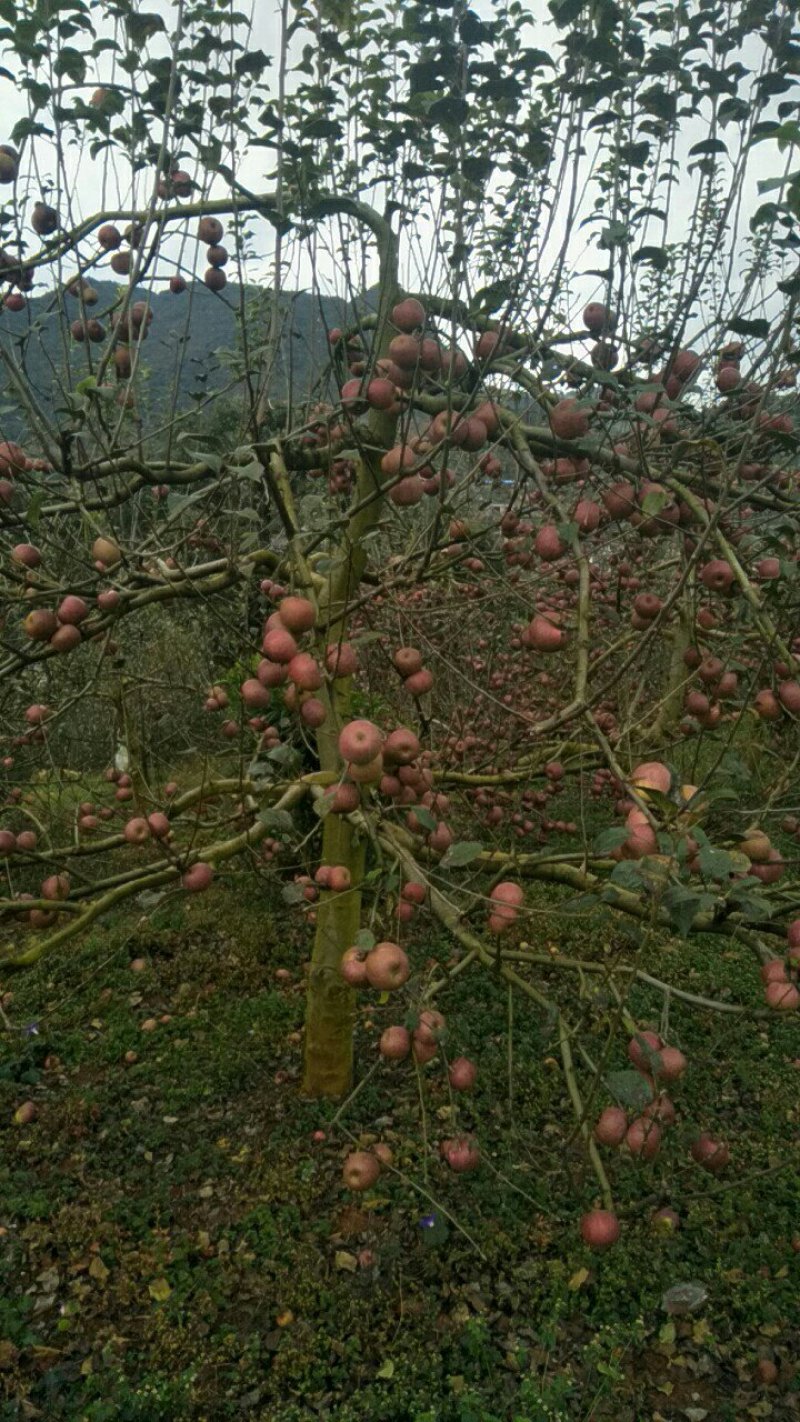 云南丑苹果
