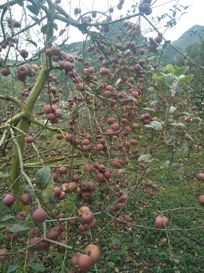 云南丑苹果