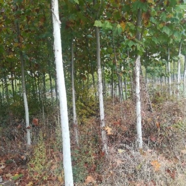 因土地被征收低价出售法桐，垂柳，葡萄，香椿树