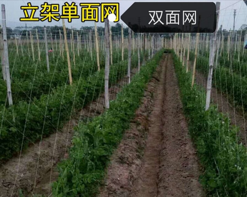 爬藤网单面双面网植物爬藤网山药网豆角网黄瓜网丝瓜