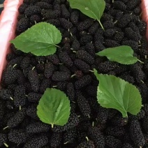 新鲜桑葚批发商电商零售商均可联系哦