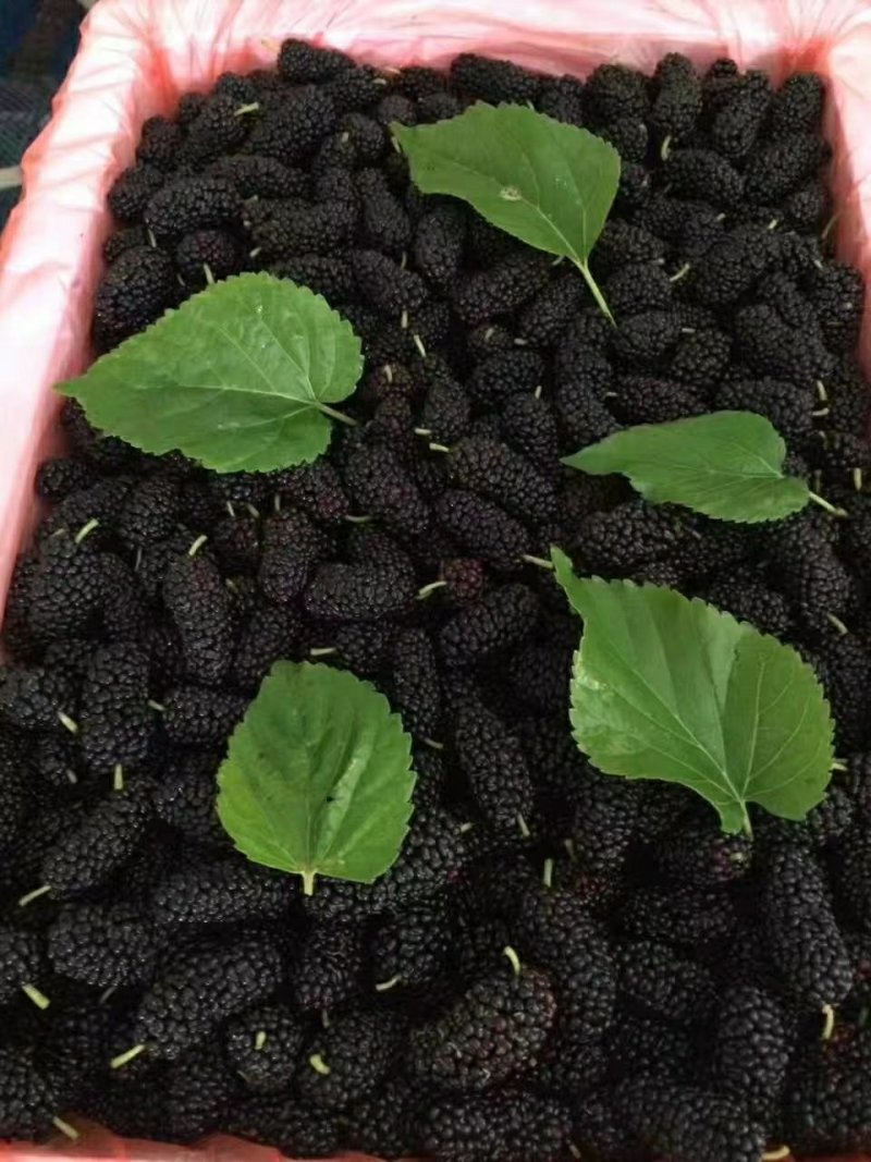 新鲜桑葚批发商电商零售商均可联系哦