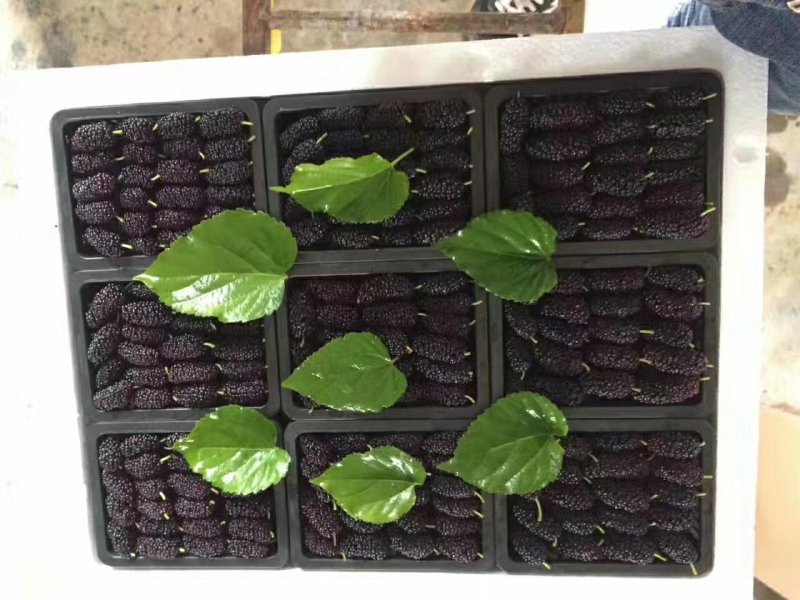 新鲜桑葚批发商电商零售商均可联系哦