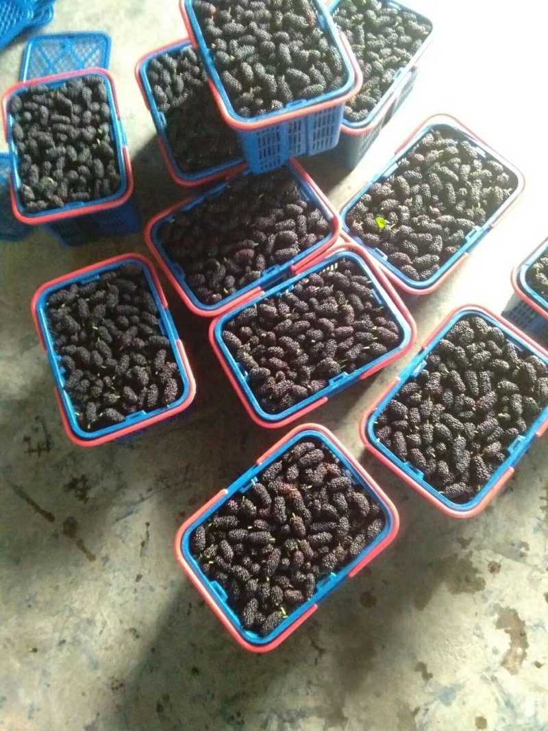 新鲜桑葚批发商电商零售商均可联系哦