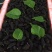 新鲜桑葚批发商电商零售商均可联系哦