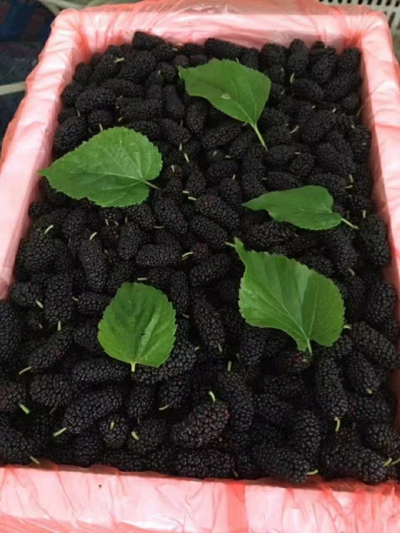 新鲜桑葚批发商电商零售商均可联系哦