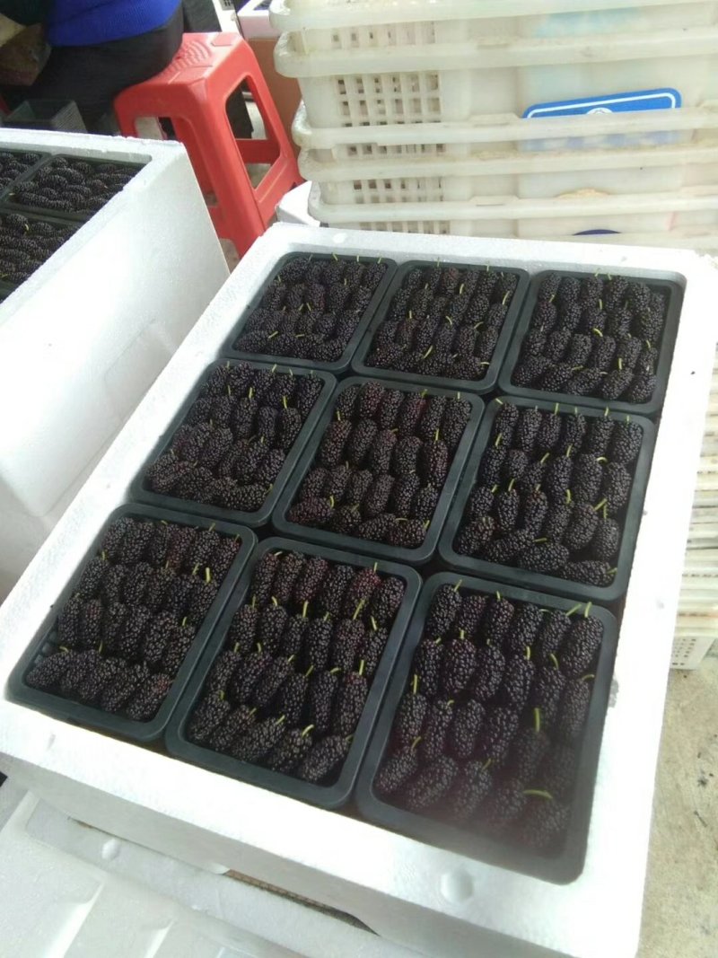 新鲜桑葚批发商电商零售商均可联系哦