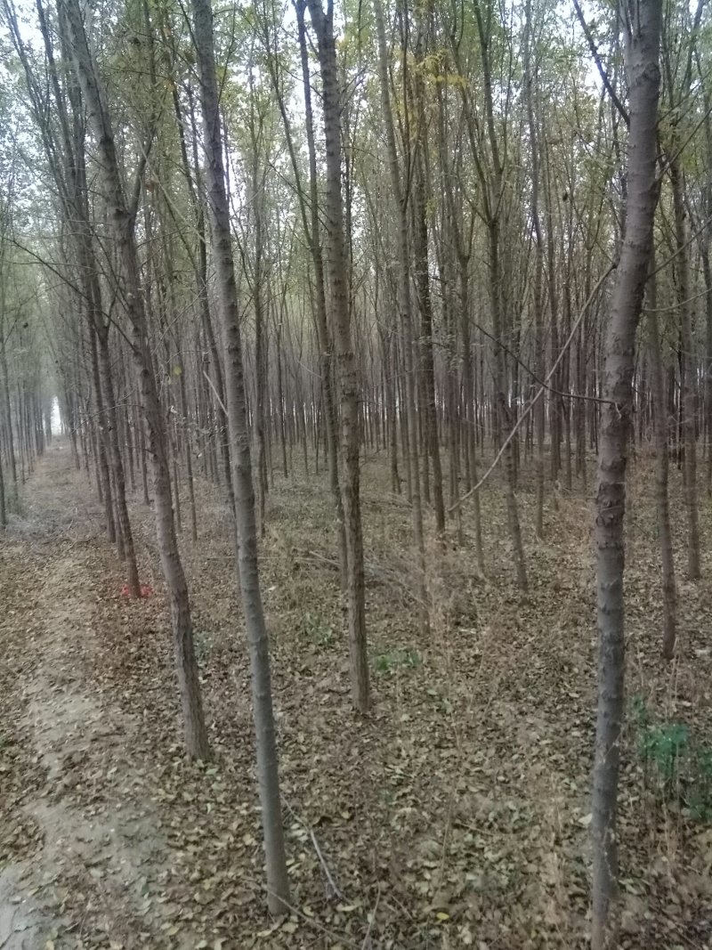 榆树