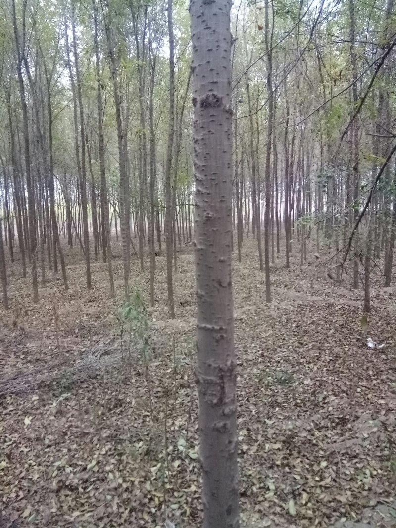榆树