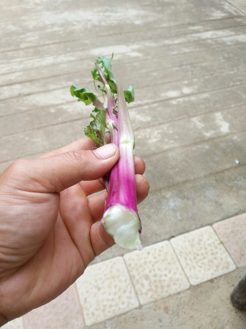 红菜苔（棒棒苔）